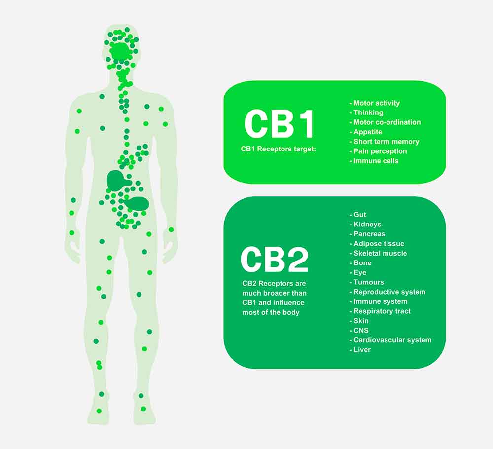 STENOCARE Endocannabinoidsystem
